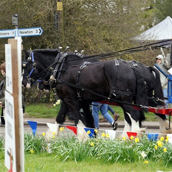 Thriplow Daffodil Weekend