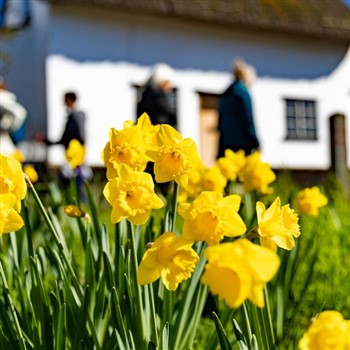 Thriplow Daffodil Weekend