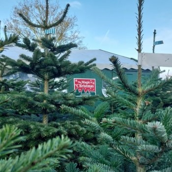 Magic of Christmas